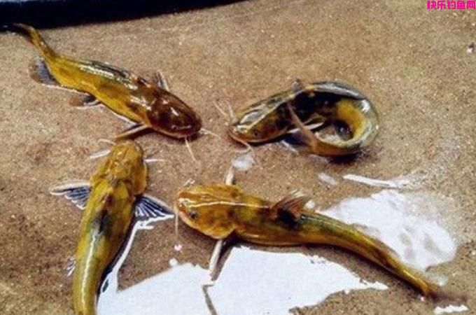 不是我吹，用这饵垂钓黄颡鱼，比蚯蚓更干净，比虾米更省钱！(图2)