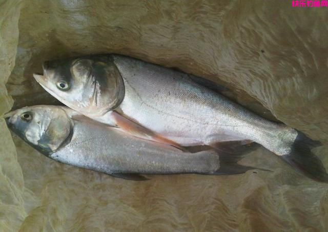 钓鱼：饵料如何搭配，有哪些讲究？(图1)
