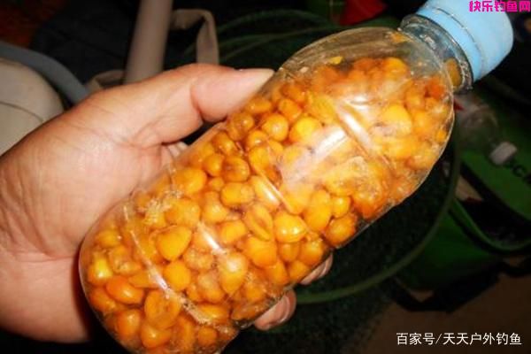 素饵之王，玉米饵料的8种配方，夏季野钓大鱼必备饵料！(图8)
