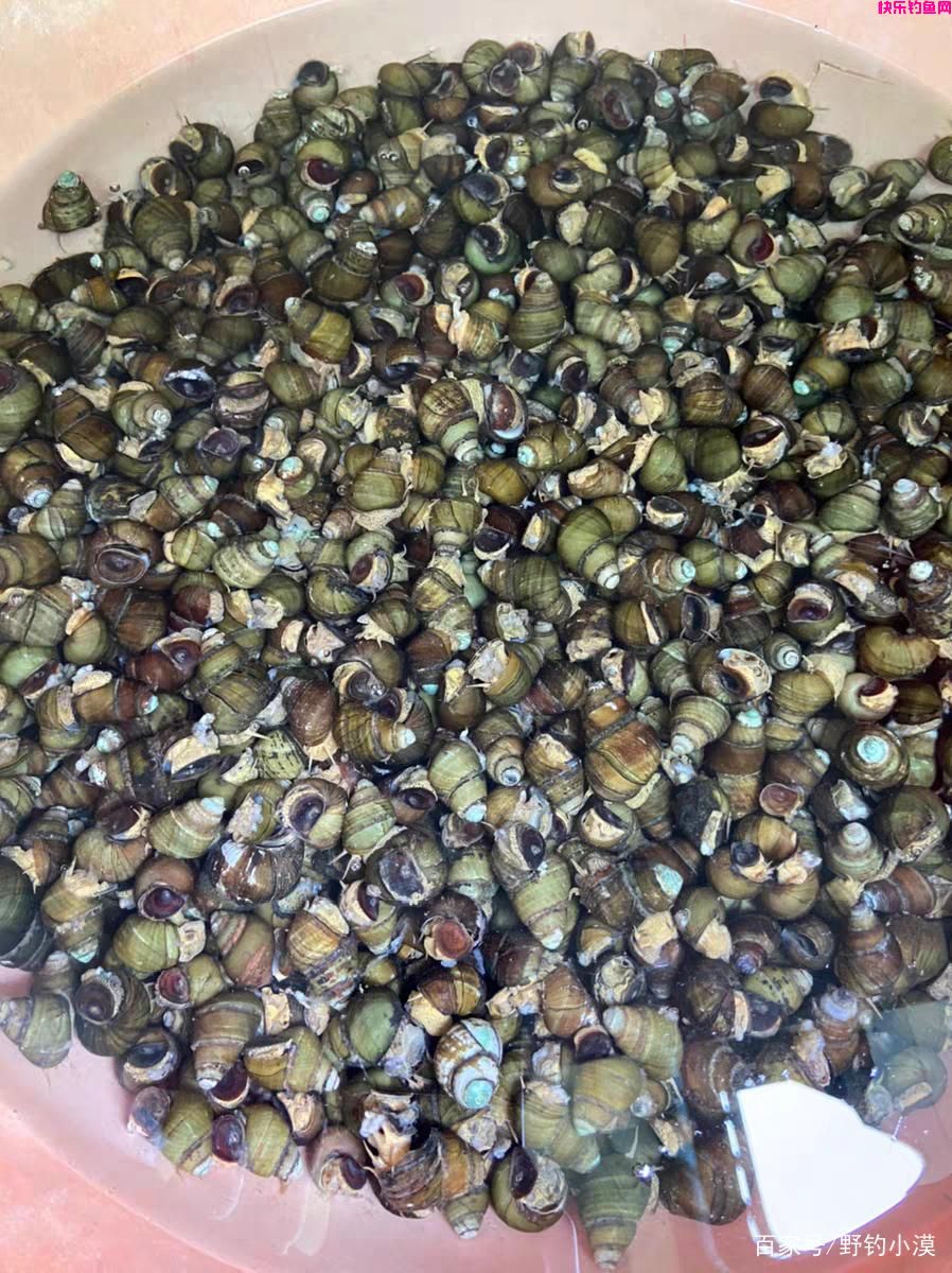 野钓鲤鱼的天然饵料，效果好价格低，你值得拥有(图7)
