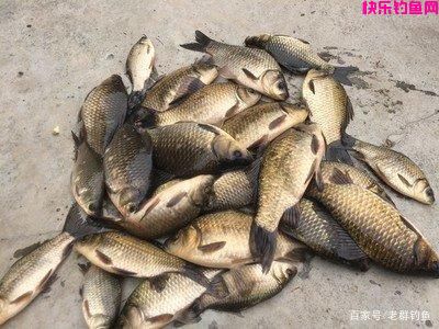 今天介绍七种野钓的饵料在秋季稳稳当当的钓大鱼(图7)