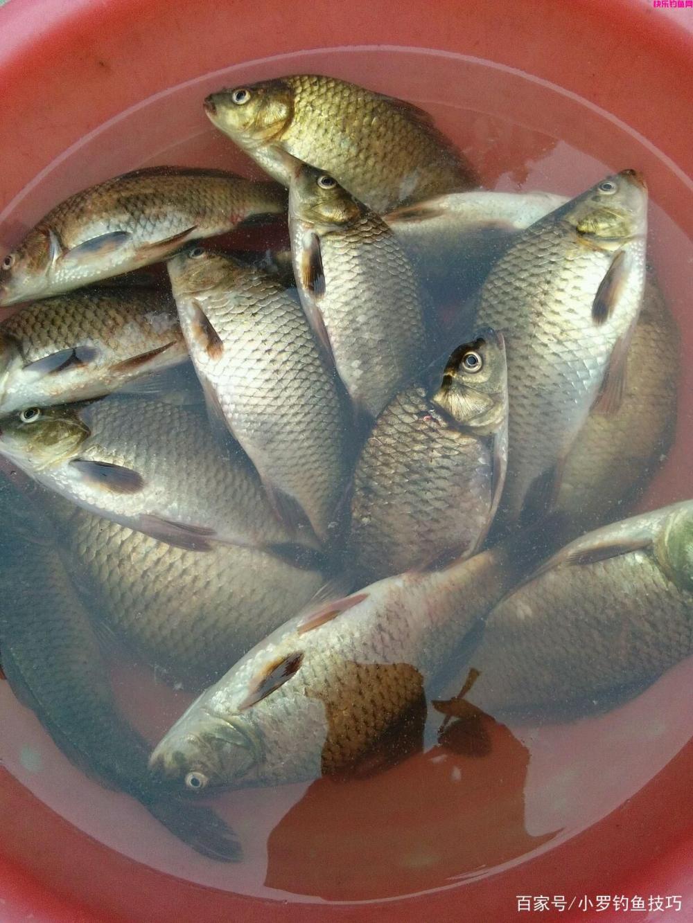 春季钓鱼饵料味型如何选？(图1)