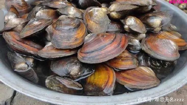 真香!野钓用这6种“天然饵”,“零成本”也能连竿到手软(图2) 真香!野钓用这6种“天然饵”,“零成本”也能连竿到手软(图2)