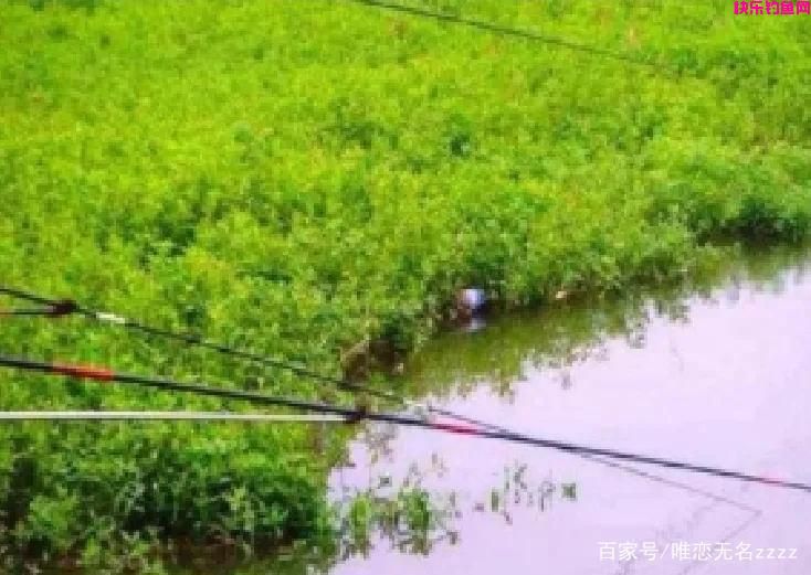 真香!野钓用这6种“天然饵”,“零成本”也能连竿到手软(图6) 真香!野钓用这6种“天然饵”,“零成本”也能连竿到手软(图6)