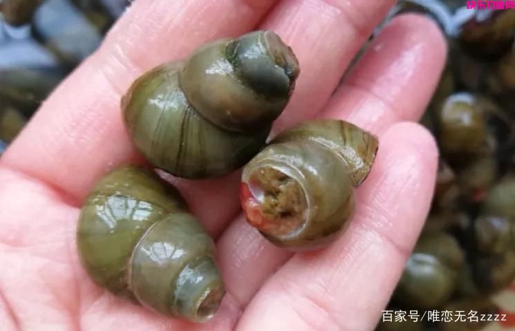 真香!野钓用这6种“天然饵”,“零成本”也能连竿到手软(图7) 真香!野钓用这6种“天然饵”,“零成本”也能连竿到手软(图7)