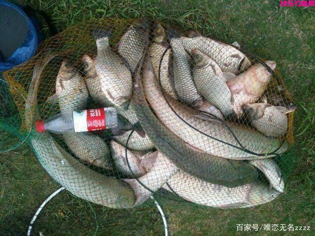 真香!野钓用这6种“天然饵”,“零成本”也能连竿到手软(图8) 真香!野钓用这6种“天然饵”,“零成本”也能连竿到手软(图8)