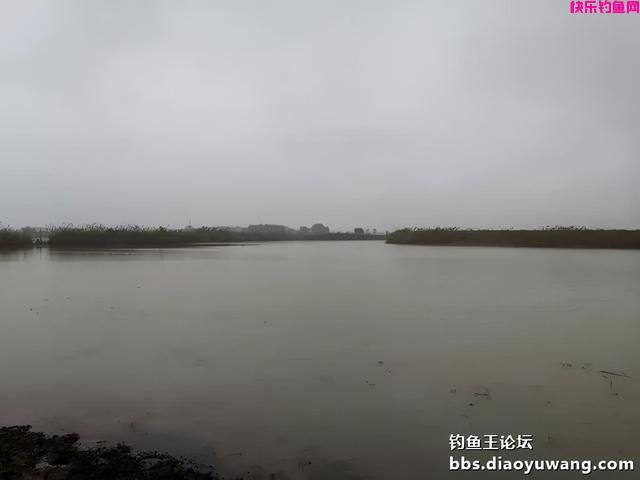 冬季一包搞定，就用钓鱼王腥香+酒米饵(图3)