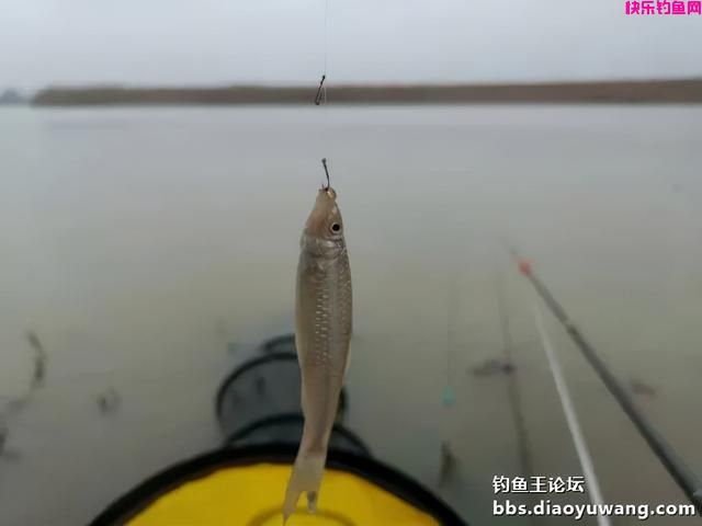 冬季一包搞定，就用钓鱼王腥香+酒米饵(图10)