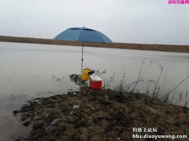 冬季一包搞定，就用钓鱼王腥香+酒米饵(图6)