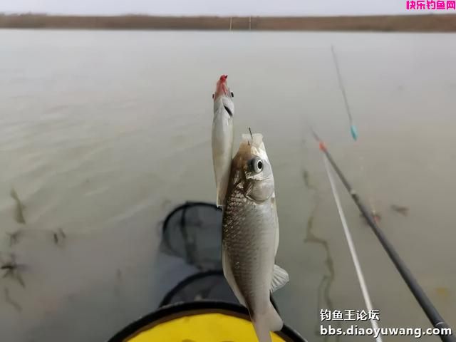 冬季一包搞定，就用钓鱼王腥香+酒米饵(图15)