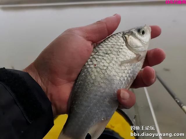 冬季一包搞定，就用钓鱼王腥香+酒米饵(图14)
