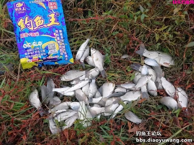 冬季一包搞定，就用钓鱼王腥香+酒米饵(图16)