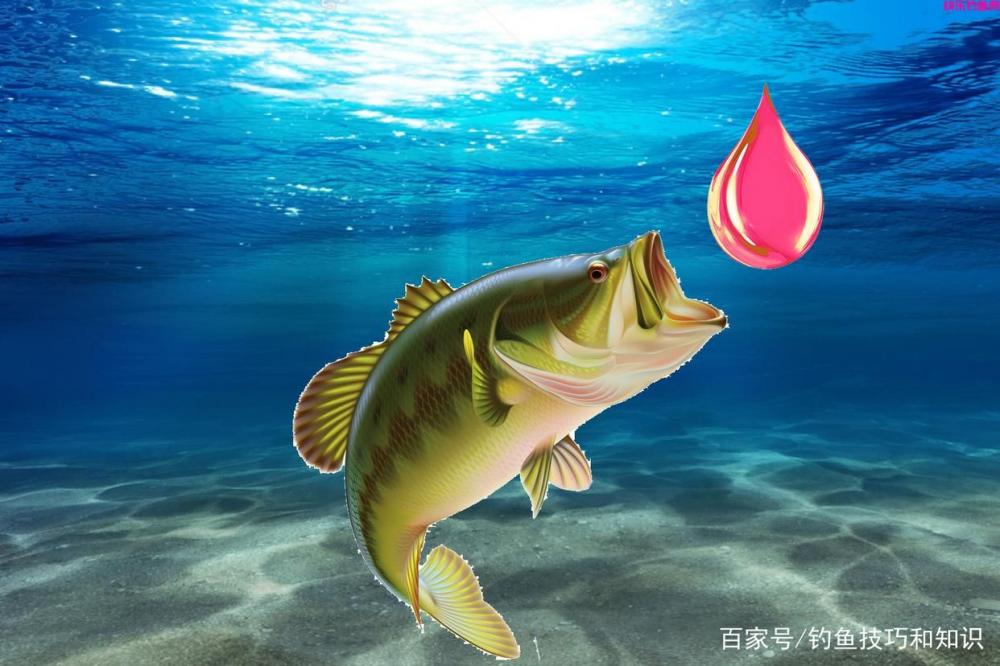 钓鱼饵料、窝料和钓饵有什么区别？饵料、窝料和钓饵的概念详解(图4)