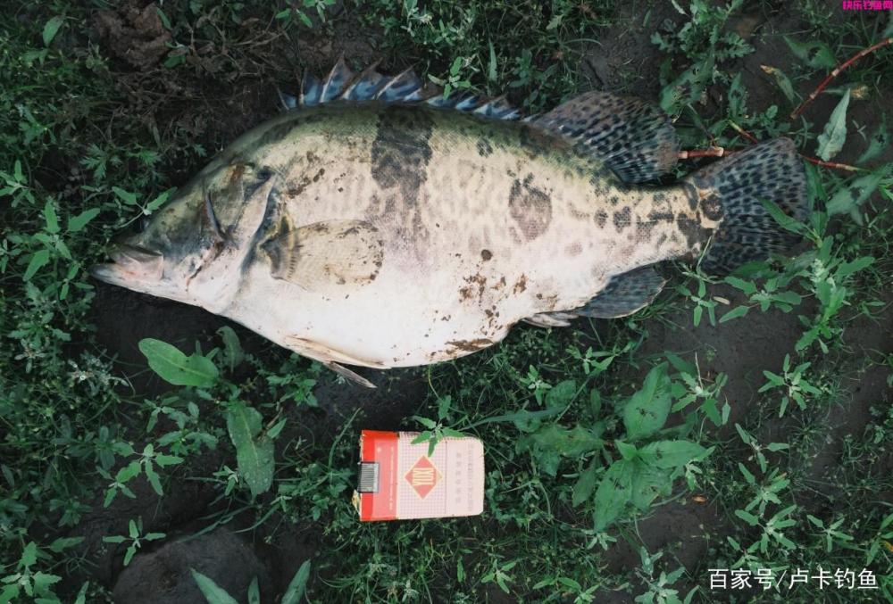 钓鱼用什么饵料最好，分清这三点，轻松又上鱼！(图3)