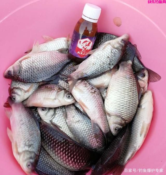 野钓鲫鱼饵料配方大全（推荐）(图3)