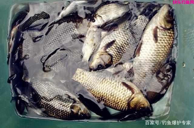 钓鲫鱼鲤鱼，用什么饵料搭配最好？（推荐）(图1)