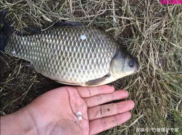 钓鲫鱼鲤鱼，用什么饵料搭配最好？（推荐）(图2)