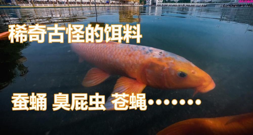 钓鱼不知用什么饵料好？分享我曾用过比较好的40款鱼饵(图1)