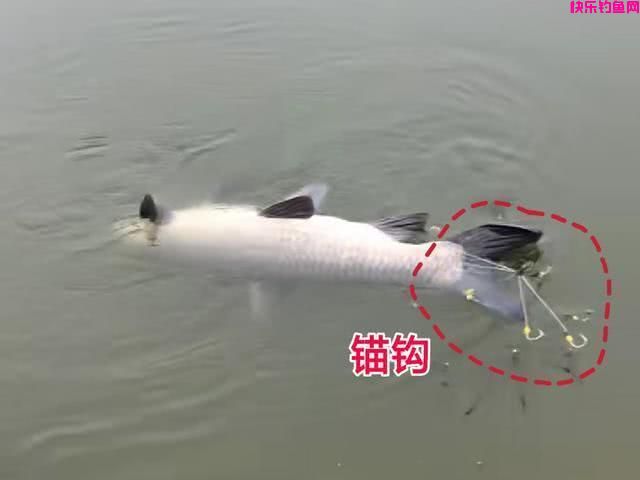 垂钓新规：3种钓法6种饵料将被永禁，可能就有你常用的(图5)