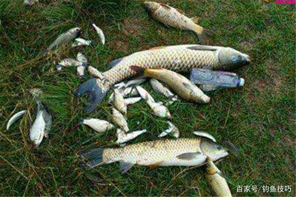 钓鱼技巧：饵料使用的基本常识，这是钓鱼人的必修课！(图1)
