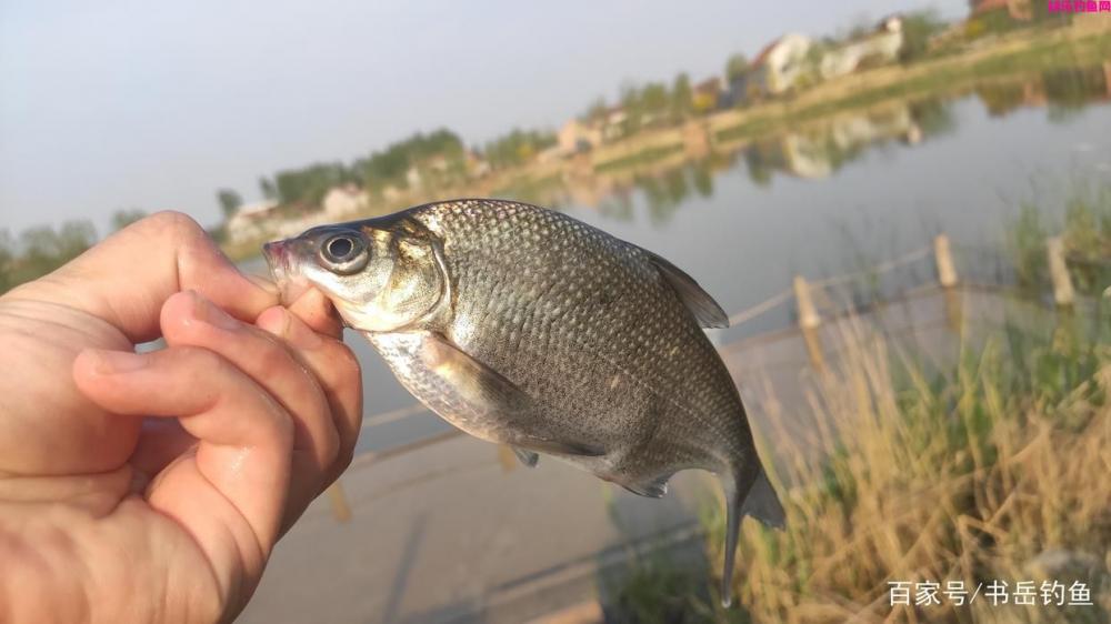 解读：钓鱼中常用的饵料，到底有着哪些功能？又有着怎样的用法？(图3)