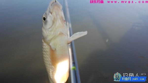 渔道4米5台钓超硬竞技竿评测分析(图29)