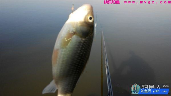 渔道4米5台钓超硬竞技竿评测分析(图28)