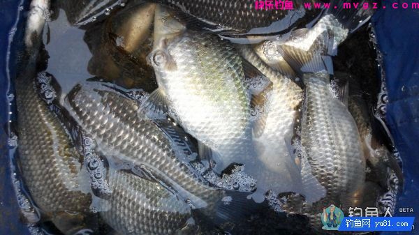 渔道4米5台钓超硬竞技竿评测分析(图30)