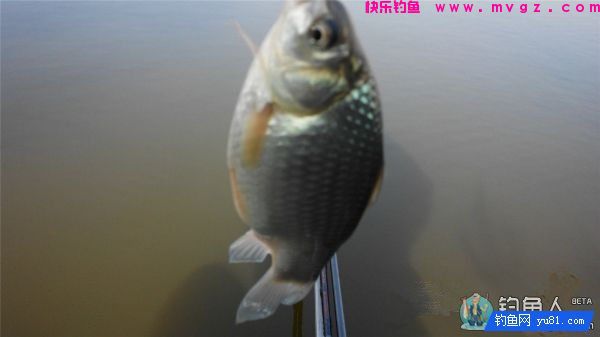 渔道4米5台钓超硬竞技竿评测分析(图27)