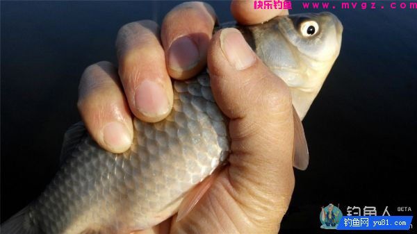 渔道4米5台钓超硬竞技竿评测分析(图24)