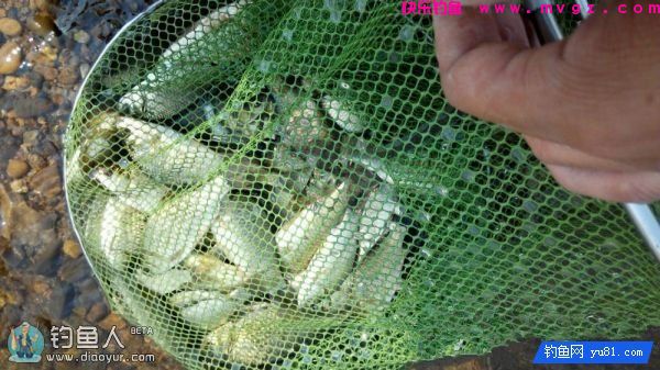 金琥珀3.0米鱼竿的测评(图52)