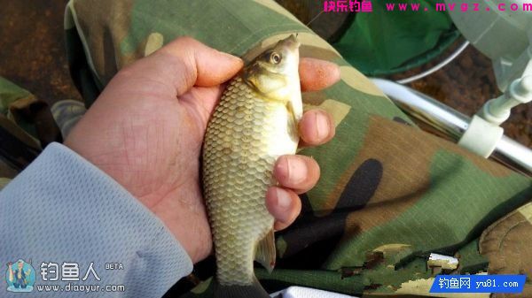 金琥珀3.0米鱼竿的测评(图51)