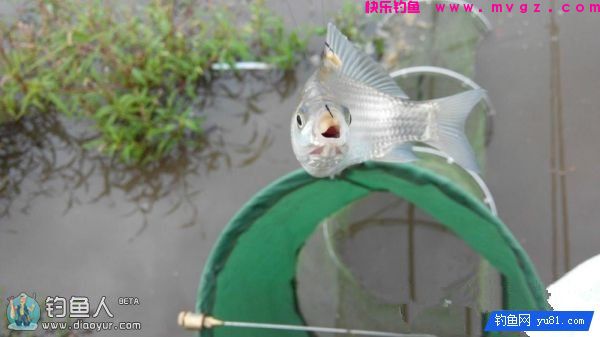 金琥珀3.0米鱼竿的测评(图57)
