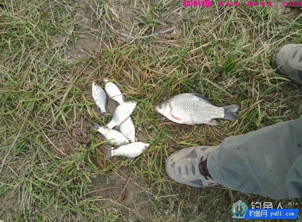美人鱼主线测评报告(图11)