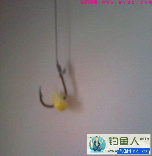 曲酒蜂蜜玉米粒制作（专钓草鱼鲤鱼）介绍(图8)