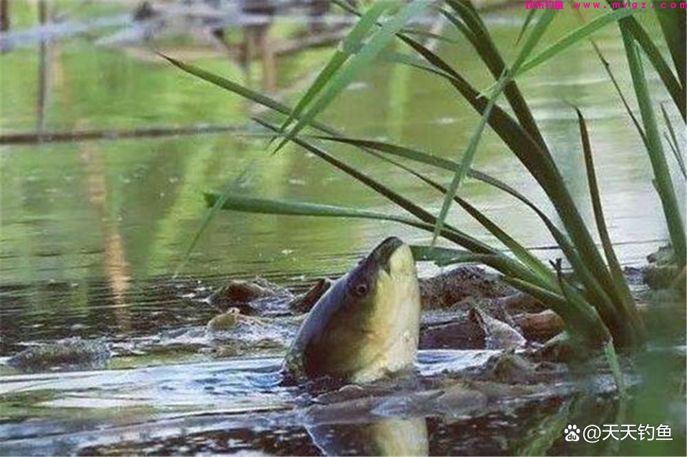 野钓草鱼关键在于钓法，用对了方法，大草鱼连竿上(图2)