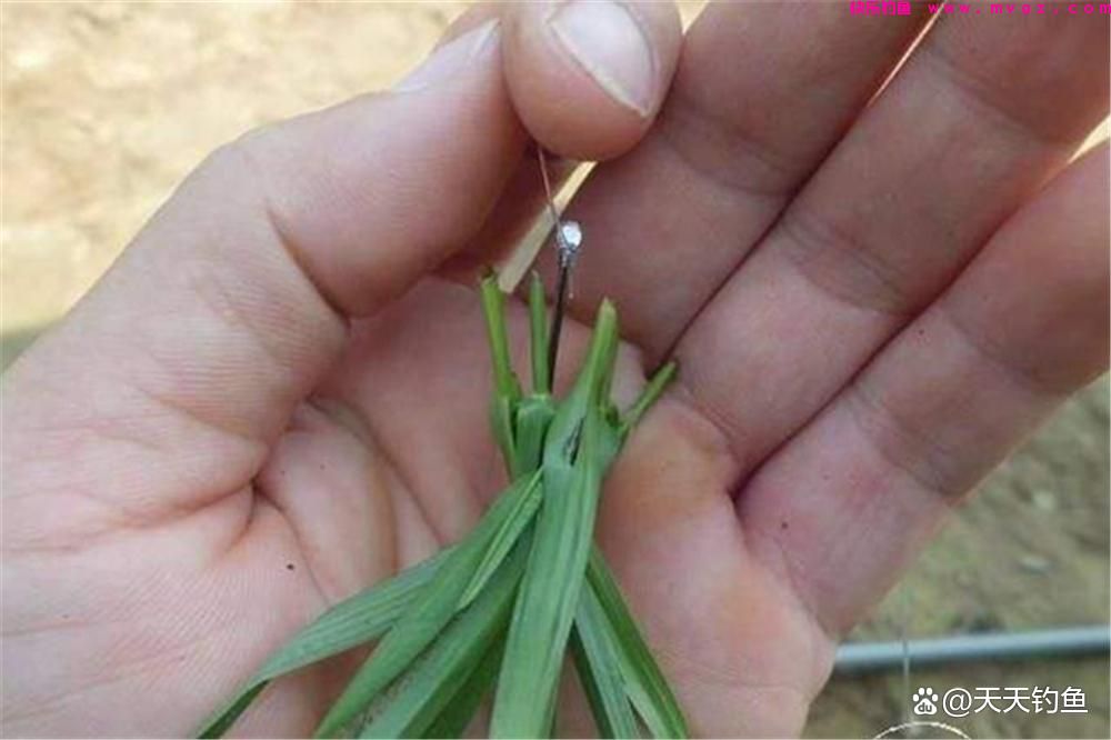 野钓草鱼关键在于钓法，用对了方法，大草鱼连竿上(图3)