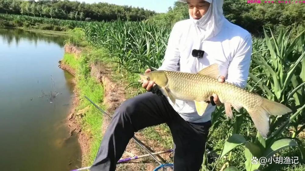 初夏钓草鱼，只要掌握好这五个技巧，大草鱼其实并不难钓！(图8)