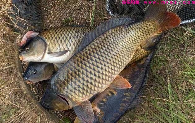 钓草鱼都有哪些神饵？就怕你不用，用了都说好(图1)