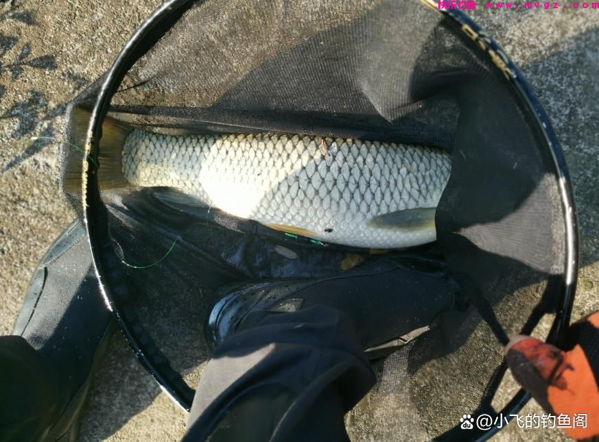钓草鱼这2种方法才狠！黑坑盘老板必备的技能(图1)