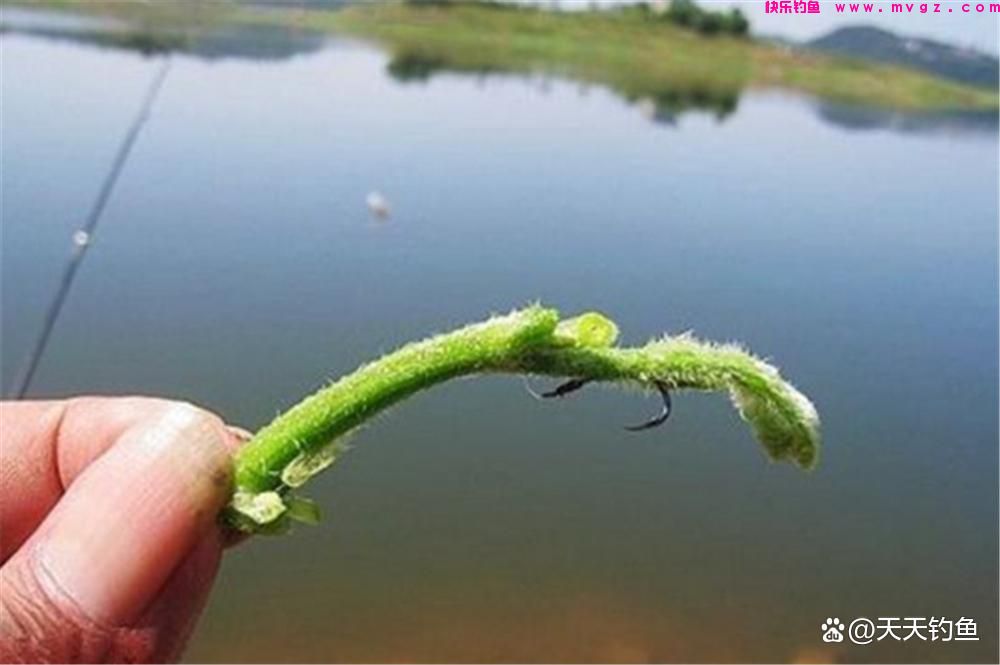 浮钓草鱼，挂饵的方法很关键，否则提竿全是“空枪”(图4)