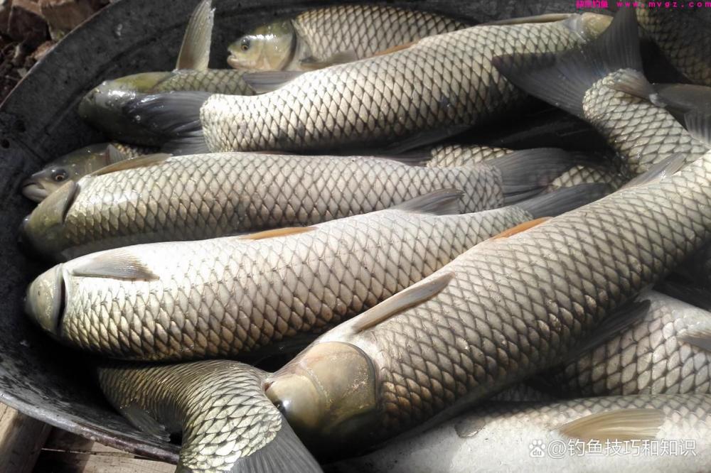钓草鱼的4个秘诀，选饵、诱鱼、促食和留鱼，四招必杀技(图4)