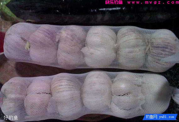 5种增加渔获的大蒜钓鱼技巧(图1)