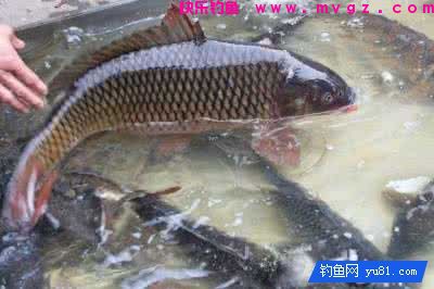 玉米饵料：生玉米还是熟玉米更有效？(图2)