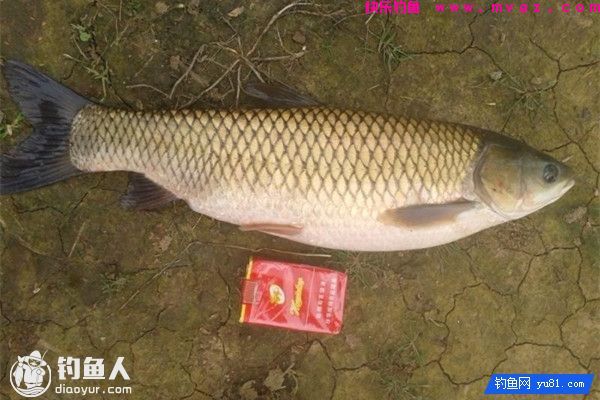 钓友分享秋钓草鱼的饵料选择及用法(图1)