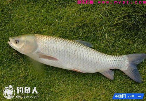 钓草鱼的三种常见天然钓饵(图1)
