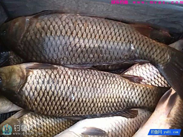 自制意大利面饵料钓大鲤鱼大草鱼(图1)