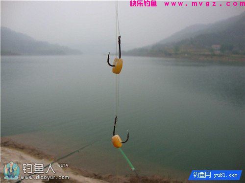 玉米颗粒捏软钓草鱼效果好(图2)