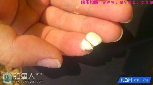 玉米颗粒捏软钓草鱼效果好(图1)