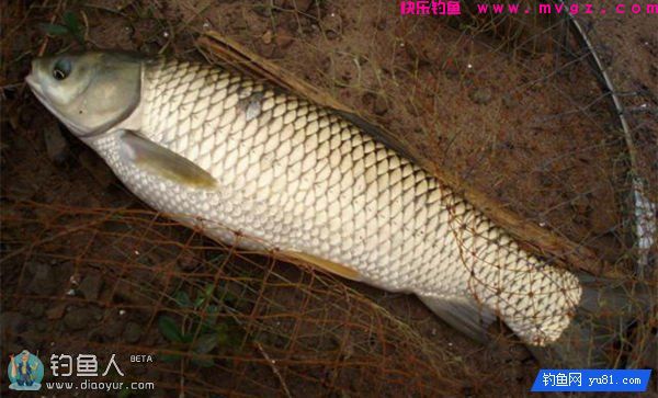 秋季用玉米粒配面包虫钓大草鱼技巧(图1)